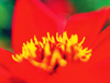 Brilliant Poppy -- Free Spring wallpapers -- Yahoo! Greetings wallpapers