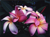 Exotic Bloom -- Free Flower Photo wallpapers -- Yahoo! Greetings wallpapers