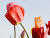 Tulip Row -- Free Flower Photo wallpapers -- Yahoo! Greetings wallpapers