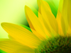 Petal Flames -- Free Flower Photo wallpapers -- Yahoo! Greetings wallpapers