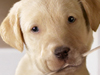 Puppy Patriot -- Free Fourth of July wallpapers -- Yahoo! Greetings wallpapers