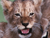 Lioness and Cub -- Free Other Animals wallpapers -- Yahoo! Greetings wallpapers
