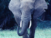 Mighty Elephant -- Free Other Animals wallpapers -- Yahoo! Greetings wallpapers