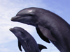 Leaping Dolphins -- Free Other Animals wallpapers -- Yahoo! Greetings wallpapers