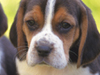 Beagle Buddies -- Free Dog wallpapers -- Yahoo! Greetings wallpapers