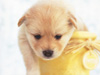 May Calendar -- Free May wallpapers -- Yahoo! Greetings wallpapers