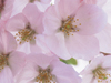 May Calendar -- Free May wallpapers -- Yahoo! Greetings wallpapers