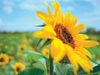 Sunflower Fields -- Free Summer wallpapers -- Yahoo! Greetings wallpapers