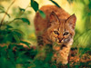 On the Prowl -- Free Other Animals wallpapers -- Yahoo! Greetings wallpapers