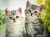 June Calendar -- Free June wallpapers -- Yahoo! Greetings wallpapers
