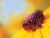 Personal Flower -- Free Summer wallpapers -- Yahoo! Greetings wallpapers