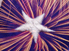 The Colors of Freedom -- Free Fourth of July wallpapers -- Yahoo! Greetings wallpapers