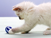 Playful Kitty -- Free Cat wallpapers -- Yahoo! Greetings wallpapers