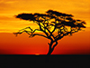 Acacia Tree at Sunset -- Free Nature Photo wallpapers -- Yahoo! Greetings wallpapers