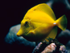 Yellow Tang -- Free Other Animals wallpapers -- Yahoo! Greetings wallpapers