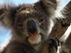 Classic Koala -- Free Other Animals wallpapers -- Yahoo! Greetings wallpapers