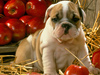 Red Apple Puppy -- Free Autumn wallpapers -- Yahoo! Greetings wallpapers