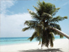 Shady Palm -- Free Beach wallpapers -- Yahoo! Greetings wallpapers