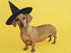 Wiener Witch -- Free Halloween wallpapers -- Yahoo! Greetings wallpapers