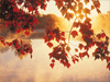Autumn Leaves -- Free Autumn wallpapers -- Yahoo! Greetings wallpapers