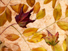 October Calendar -- Free October wallpapers -- Yahoo! Greetings wallpapers