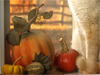Autumn Cat -- Free Thanksgiving wallpapers -- Yahoo! Greetings wallpapers