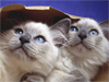 Cats in the Bag -- Free Cat wallpapers -- Yahoo! Greetings wallpapers