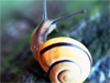 A Snails Pace -- Free Other Animals wallpapers -- Yahoo! Greetings wallpapers
