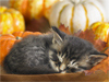 November Calendar -- Free November wallpapers -- Yahoo! Greetings wallpapers