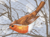 Winter song -- Free Winter wallpapers -- Yahoo! Greetings wallpapers