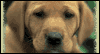 One Sad Puppy -- Miss You eCard from Yahoo! Greetings