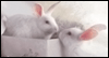 Love Somebunny -- Easter Love eCard from Yahoo! Greetings
