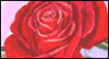 Rose Month -- June National Rose Month eCard from Yahoo! Greetings