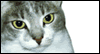 What's On Your Mind?: Free Pets ecard from Egreetings