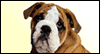 We'll Miss You!: Free Pets ecard from Egreetings