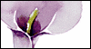 Heartfelt Sympathy: Free Sympathy ecard from Egreetings