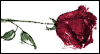 More than Words Can Say -- Romantic Birthday eCard from Yahoo! Greetings