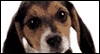 Sending a Smile Your Way -- Pets Just Because eCard from Yahoo! Greetings