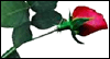 Love, Like a Rose: Free Love ecard from Egreetings