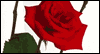 You'll Always Have<br>My Love: Free Family ecard from Egreetings