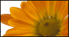 Flowers for Volunteers -- National Volunteer Week eCard from Yahoo! Greetings