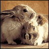 Hoppy Easter -- Everyday Easter Greeting Cards project from Yahoo! Greetings