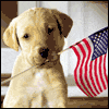 A Day of Pride and Love -- 4th of July Greeting Cards project from Yahoo! Greetings