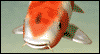 Gain Rapid Advancement