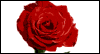 Just One Rose -- Mother-in-Law's Day eCard from Blue Mountain
