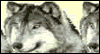 Gray Wolf Stereogram