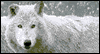 Winter Wolves Stereogram