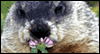 Ode to Groundhogs --  eCard from Yahoo! Greetings