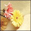 Dear Nana... -- Grandmother Birthday Greeting Cards project from Yahoo! Greetings