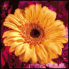 During Your Illness -- Care and Concern Get Well Greeting Cards project from Yahoo! Greetings